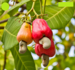 kaju badam, কাজু বাদাম, kazu badam godhulibazar.com
