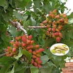পেস্তা-বাদাম